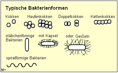 Bakterientafel