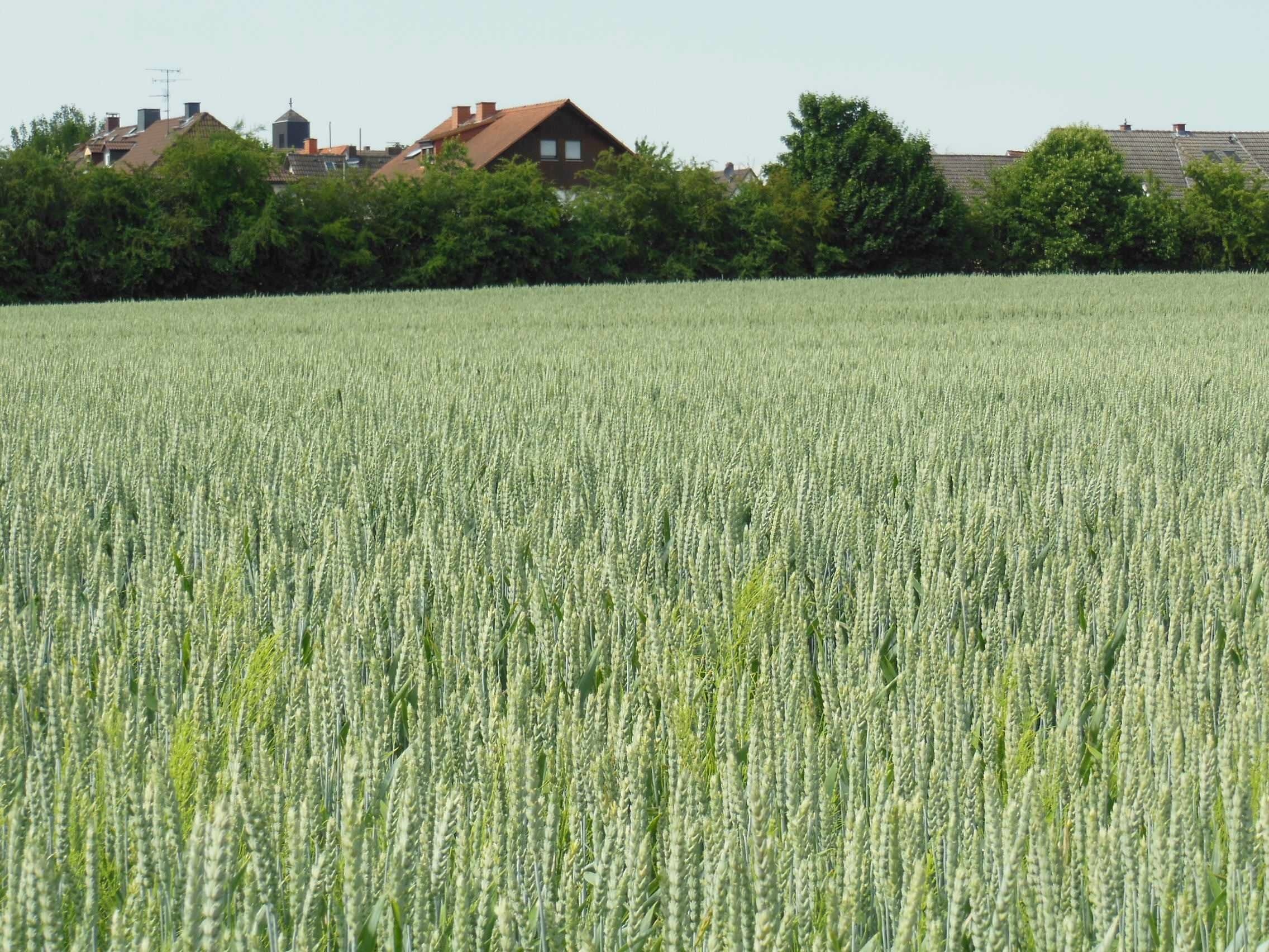 Kornfeld mit Blick auf Altenstadt